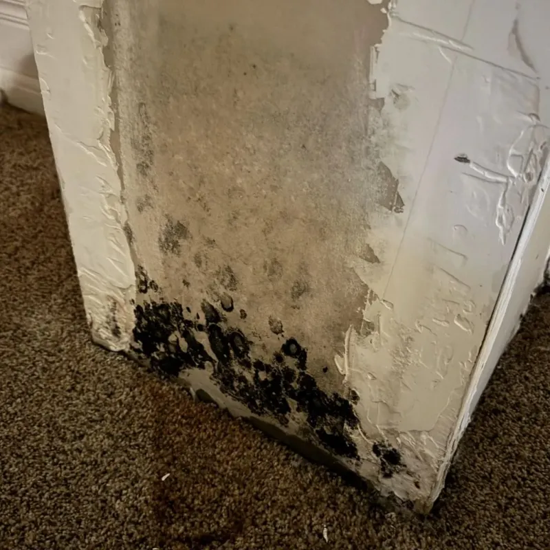 Professional Mold Removal in Napoleon, ND